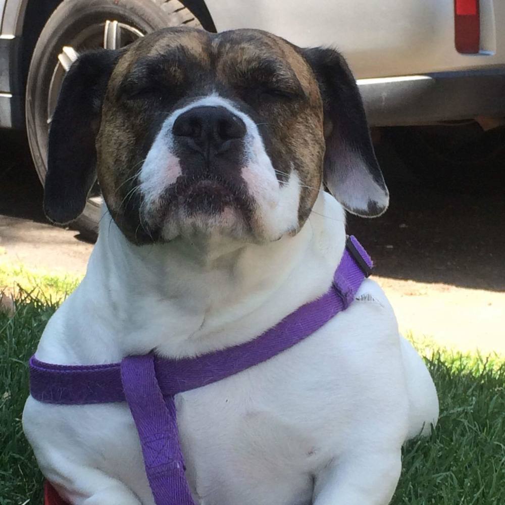 Meet your Posher, Sanicio